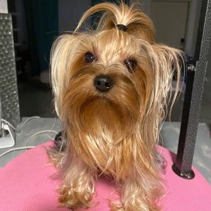 Meet your Posher, Savannah